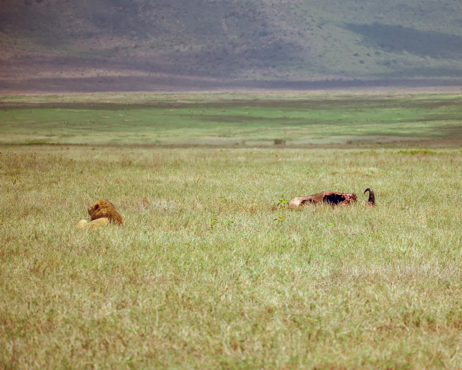 Lion in an East African safari landscape
